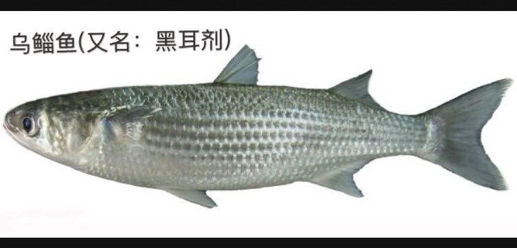 廣東白目魚苗批發(fā)報價價格咨詢電話   白目魚苗現貨出售
