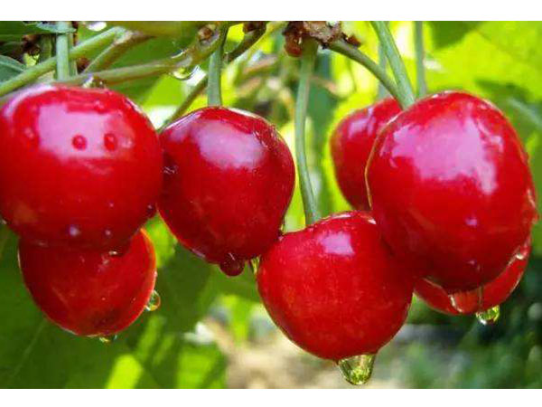 銷售優(yōu)質(zhì)鄭州果樹研究所櫻桃苗木