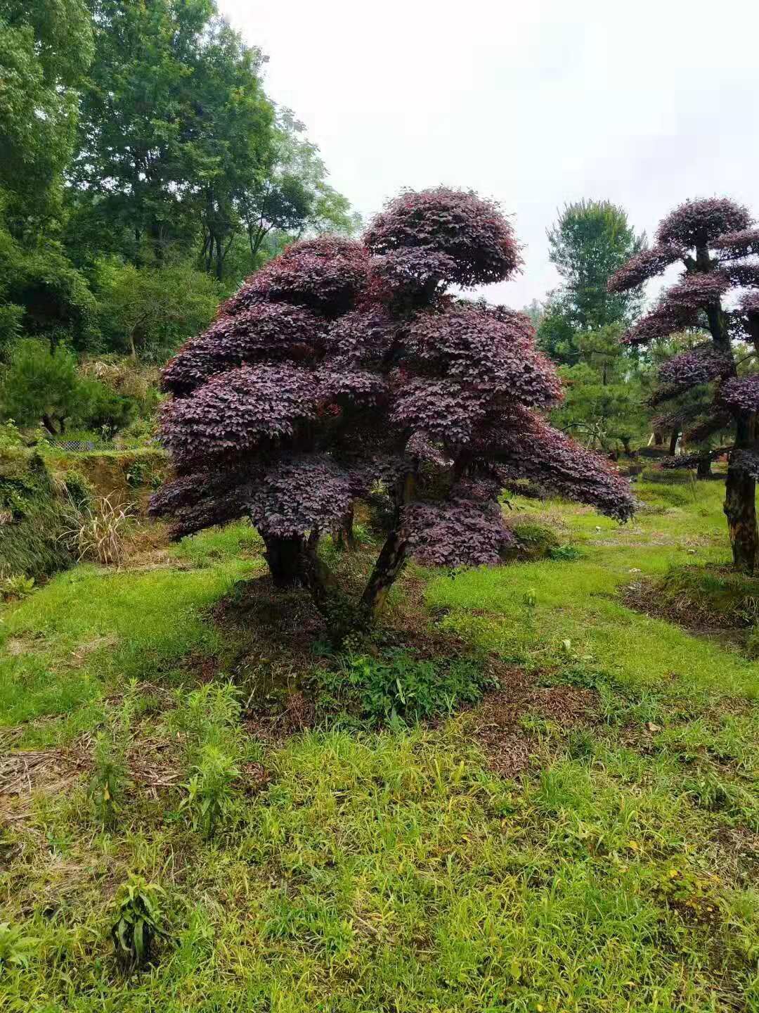 湖南造型紅花繼木樁產(chǎn)地在哪里- 2019年造型紅花繼木樁直銷價(jià)格-廠家批發(fā)【瀏陽市柏加鎮(zhèn)萬達(dá)苗圃】