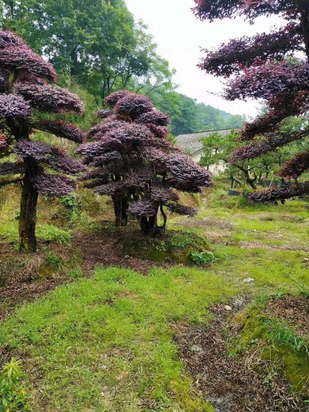 湖南紅花繼木怎么做造型-湖南長沙2019造型紅花繼木樁價格-湖南2020年造型紅花繼木樁廠家批發(fā)【瀏陽市柏加鎮(zhèn)萬達(dá)苗圃】