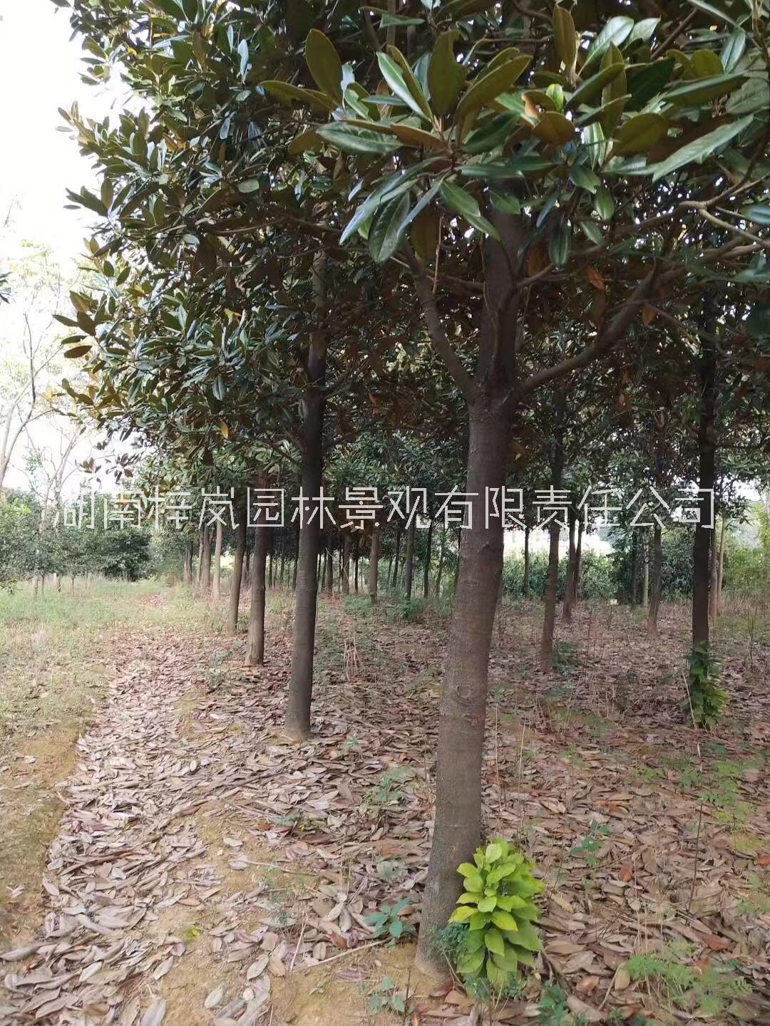 湖南瀏陽廣玉蘭種植基地直銷價格