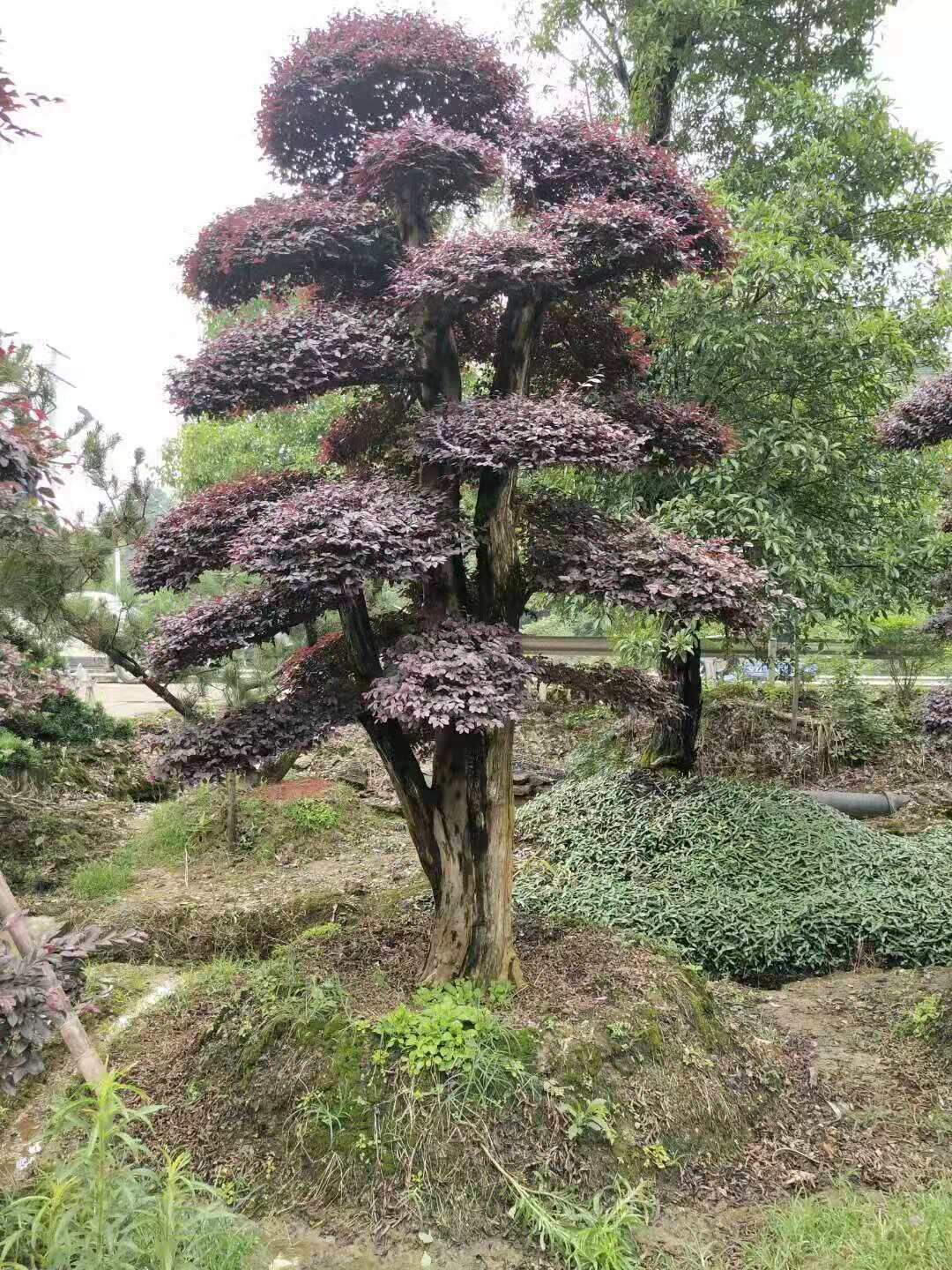 湖南紅花繼木怎么做造型-湖南長沙2019造型紅花繼木樁價格-湖南2020年造型紅花繼木樁廠家批發(fā)【瀏陽市柏加鎮(zhèn)萬達(dá)苗圃】