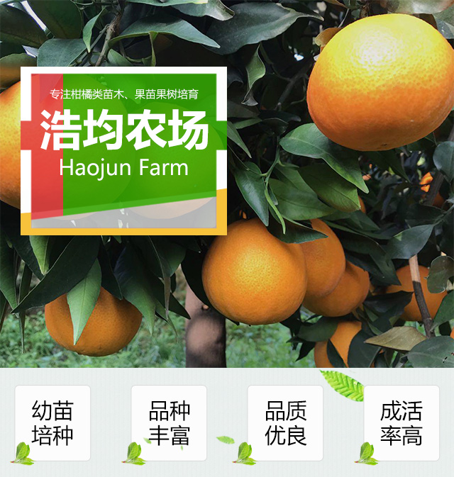 浙江金華由良柑橘苗基地-浙江金華由良柑橘苗批發(fā)價格【金華市金東區(qū)浩均家庭農(nóng)場】