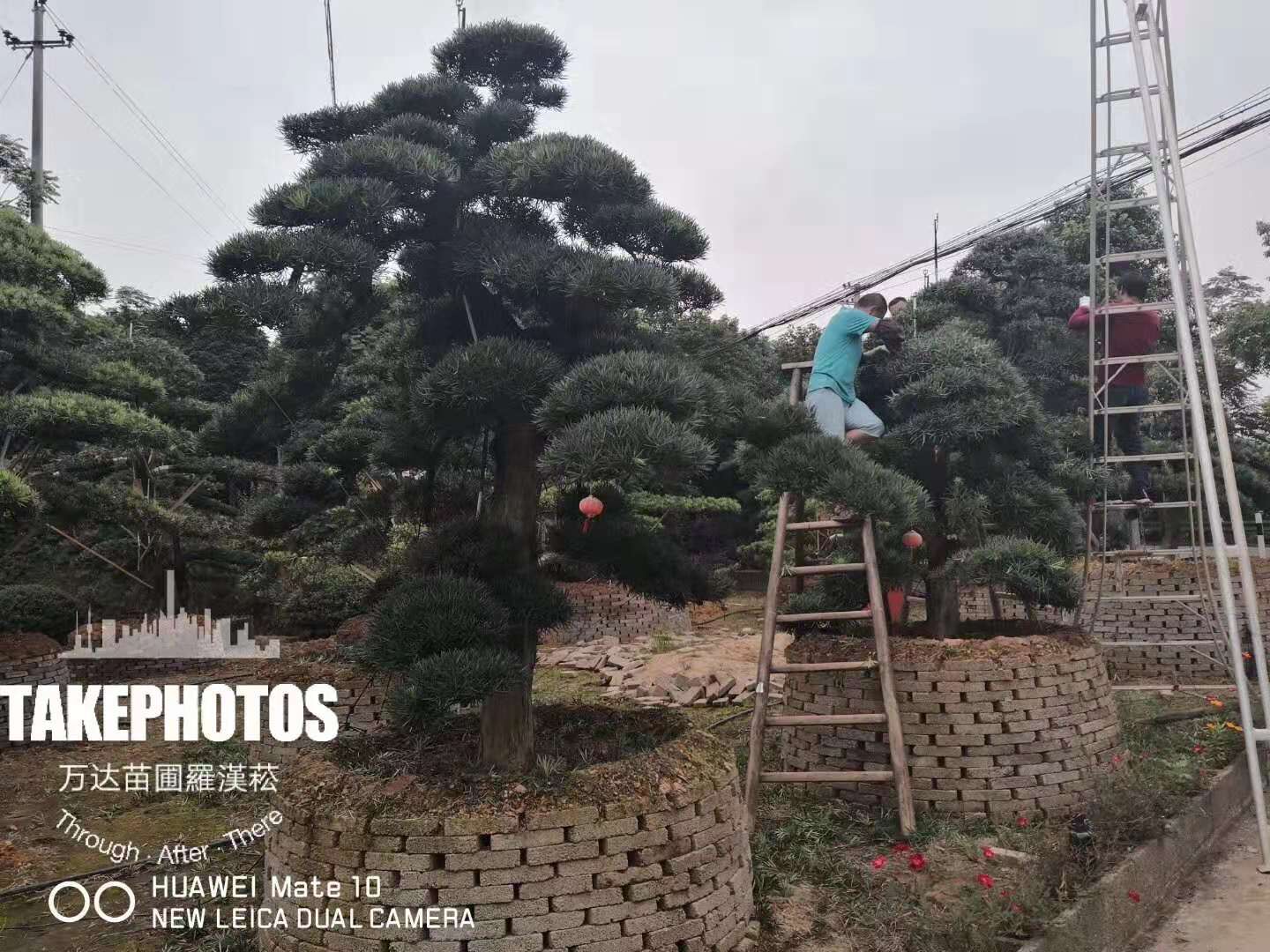 湖南高度4米大飄枝造型羅漢松產(chǎn)地種植基地在哪里？-高度4米大飄枝造型羅漢松哪里最多？廠家價格【瀏陽市柏加鎮(zhèn)萬達(dá)苗圃】