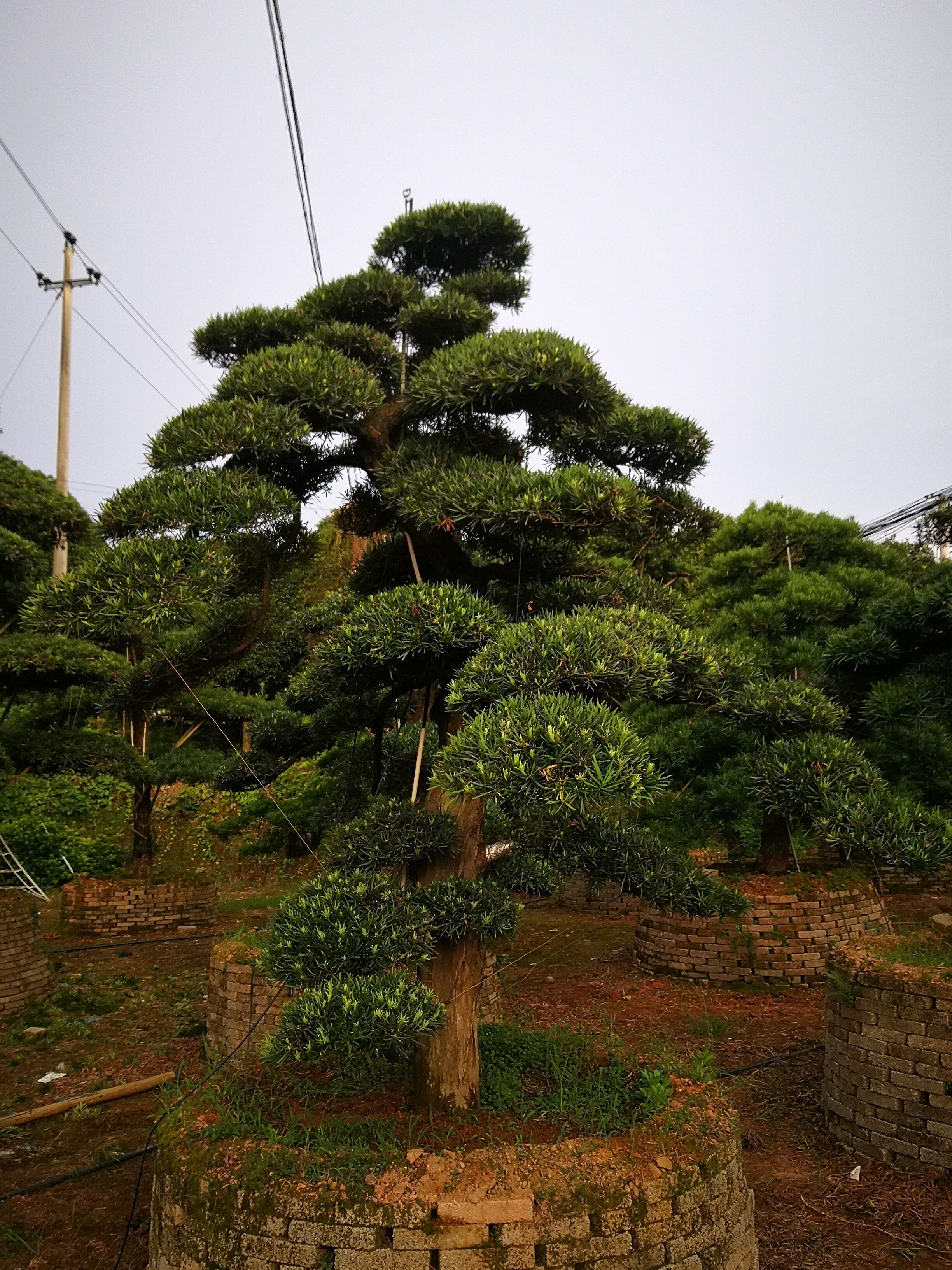 湖南直桿12-20公分造型羅漢種植產(chǎn)地基地哪里最多-12，15，18，20公分*造型羅漢松-廠家直銷