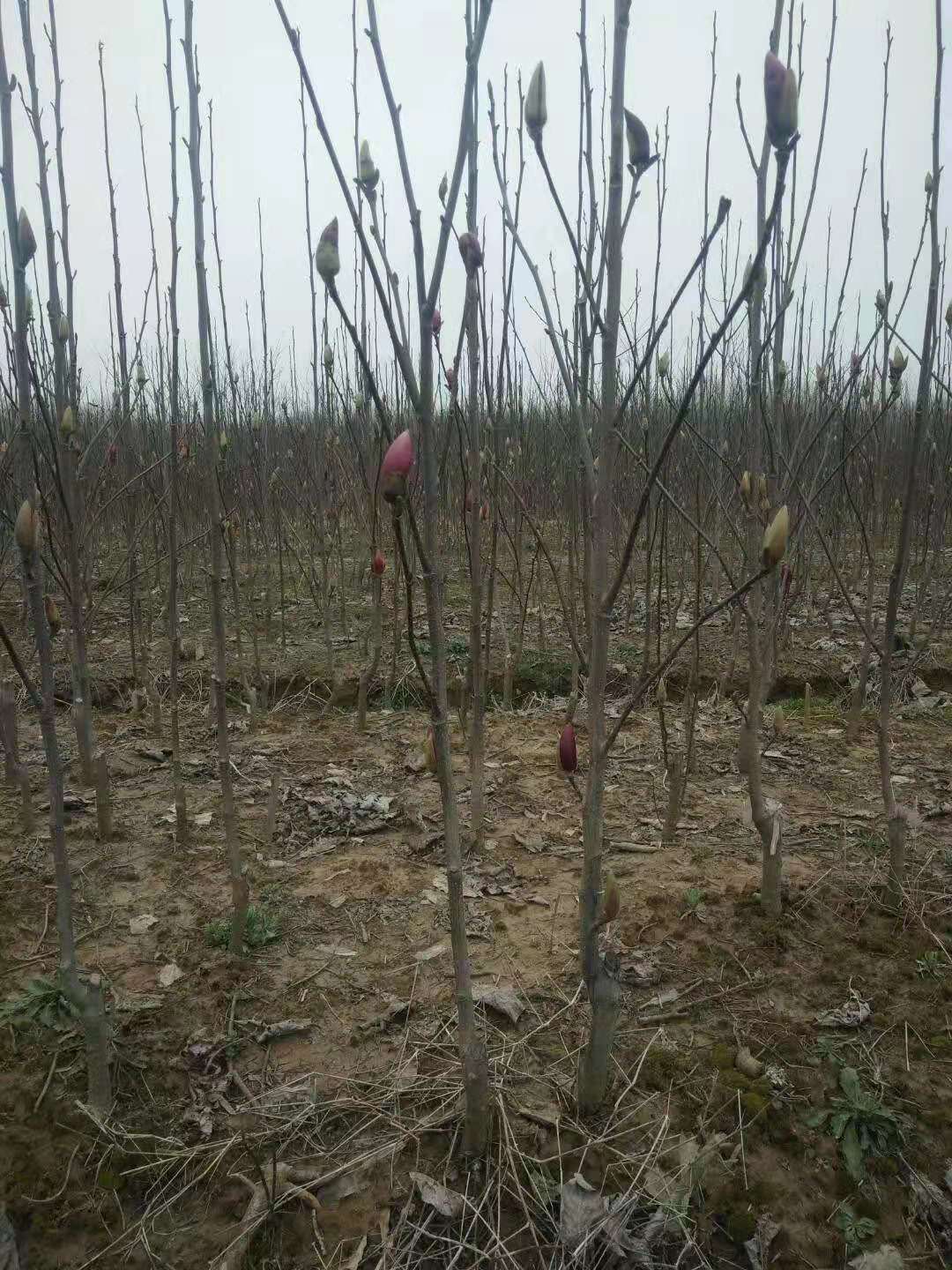 滁州市紅玉蘭種植基地-紅玉蘭報價-銷售