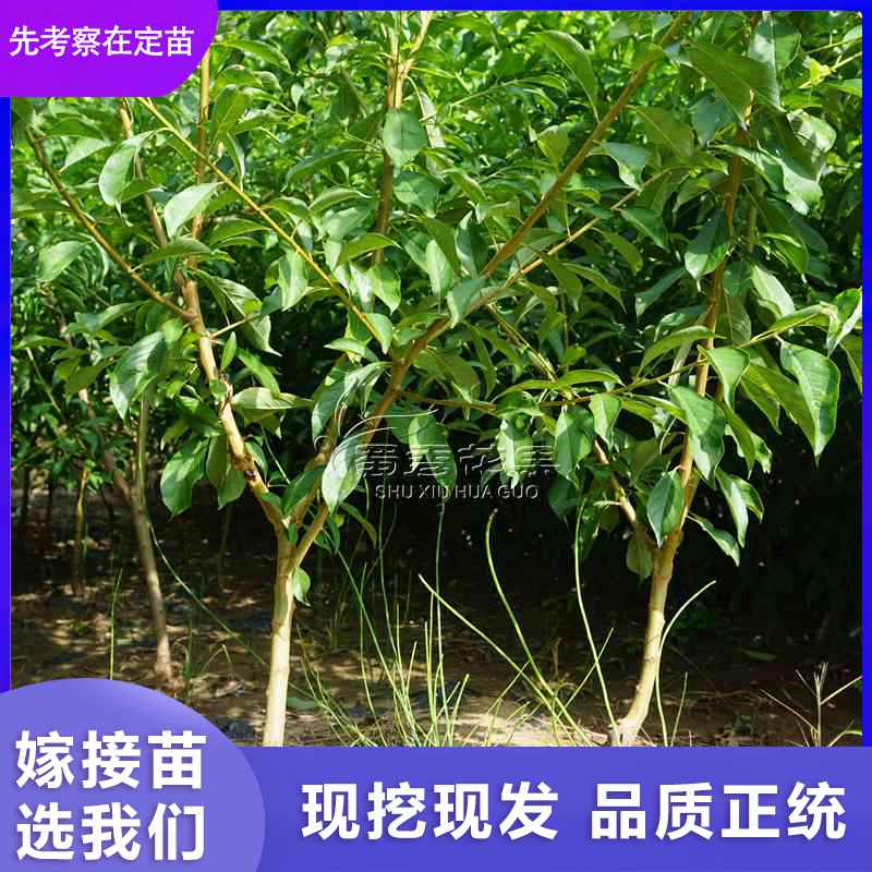 汶川 清脆李晚熟清脆李李子嫁接苗晚熟脫骨李子苗廠家-批發(fā)