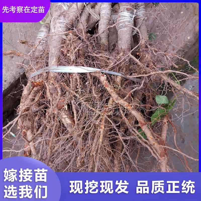 晚紅脆紅李苗汶川紅脆李子嫁接脆李黃金奈李子樹苗當(dāng)年結(jié)果 脆紅李