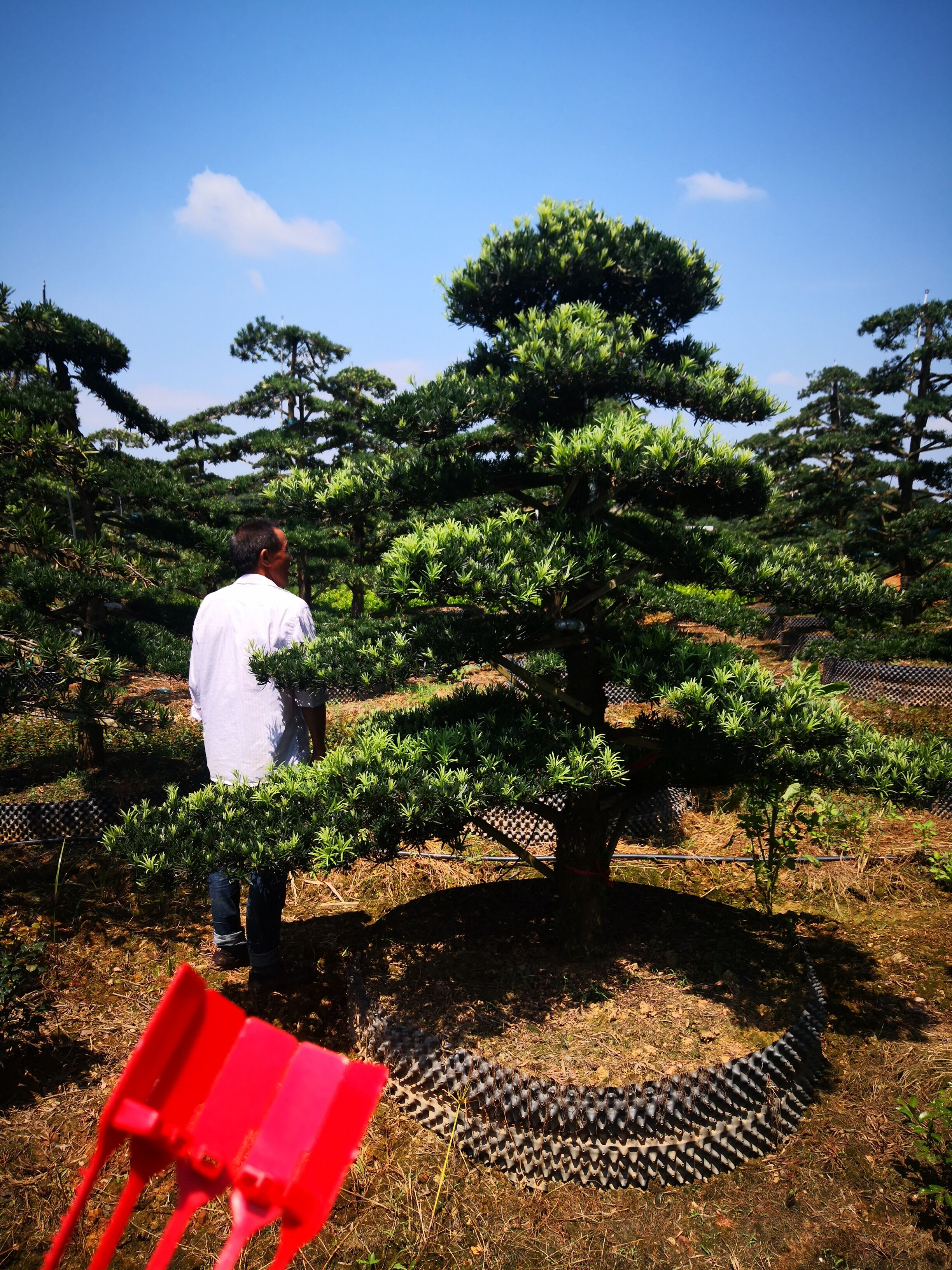 湖南直桿12-20公分造型羅漢種植產(chǎn)地基地哪里最多-12，15，18，20公分*造型羅漢松-廠家直銷