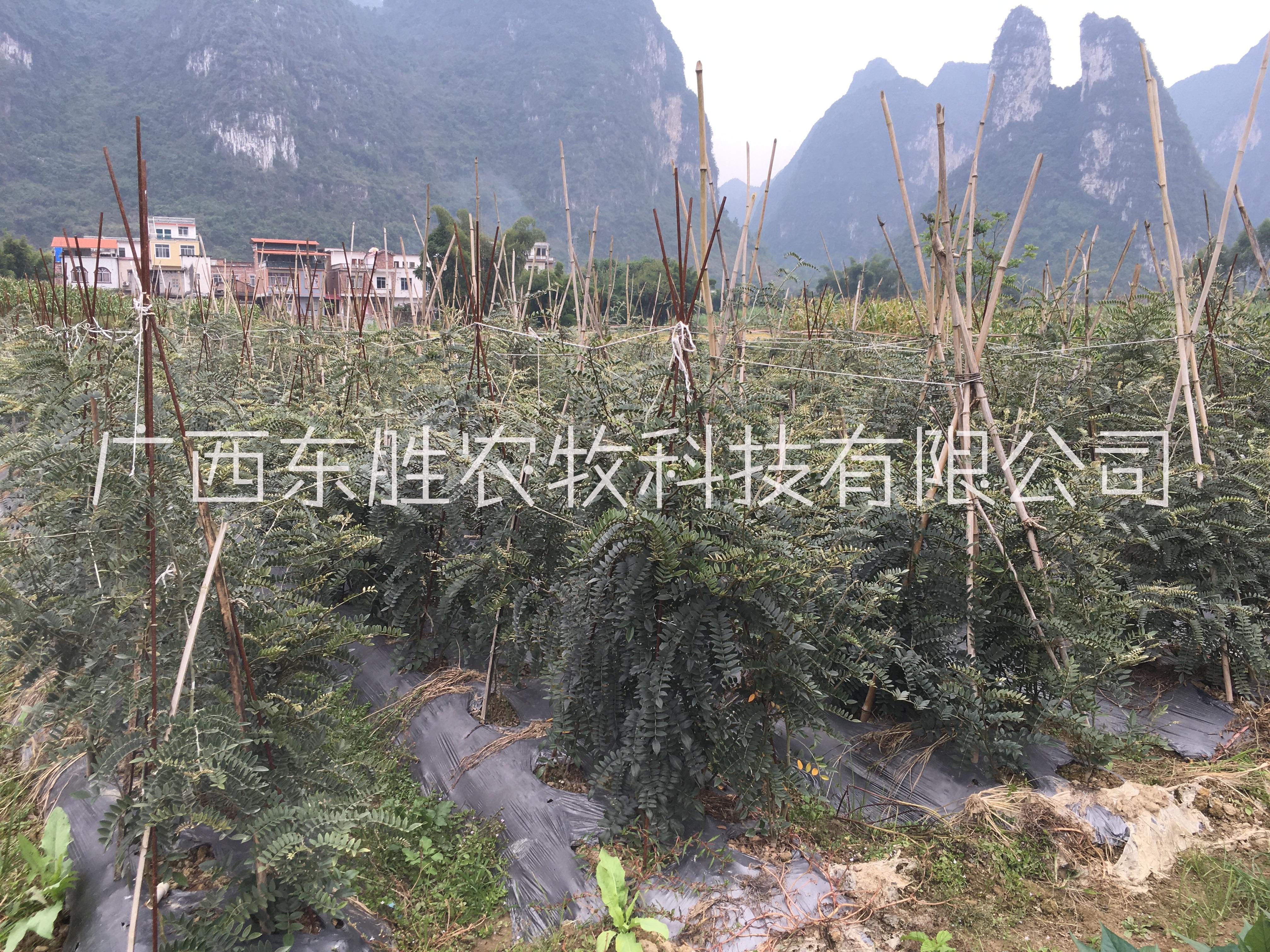 河池市山豆根苗基地   山豆根苗生產(chǎn)批發(fā)  山豆根苗價格  原生態(tài)農(nóng)場山豆根苗出售 河池山豆根苗木生產(chǎn)批發(fā)