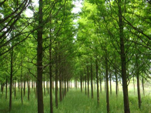 蘇州市水杉種植基地 批發(fā)綠化工程苗木 杉樹(shù)栽培技術(shù)