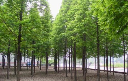 蘇州市水杉種植基地 批發(fā)綠化工程苗木 杉樹(shù)栽培技術(shù)