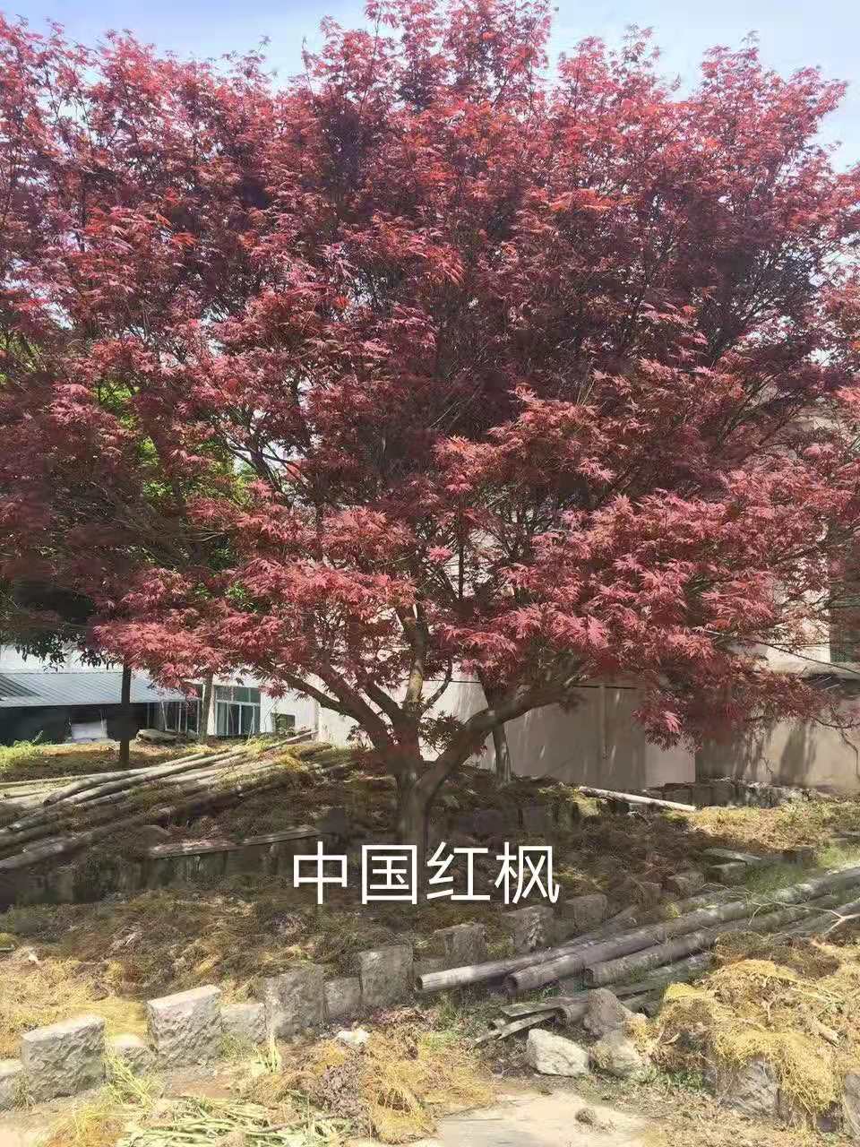 櫻花報(bào)價(jià),批發(fā),種植基地,嵊州市紅勝火美國紅楓專業(yè)合作社