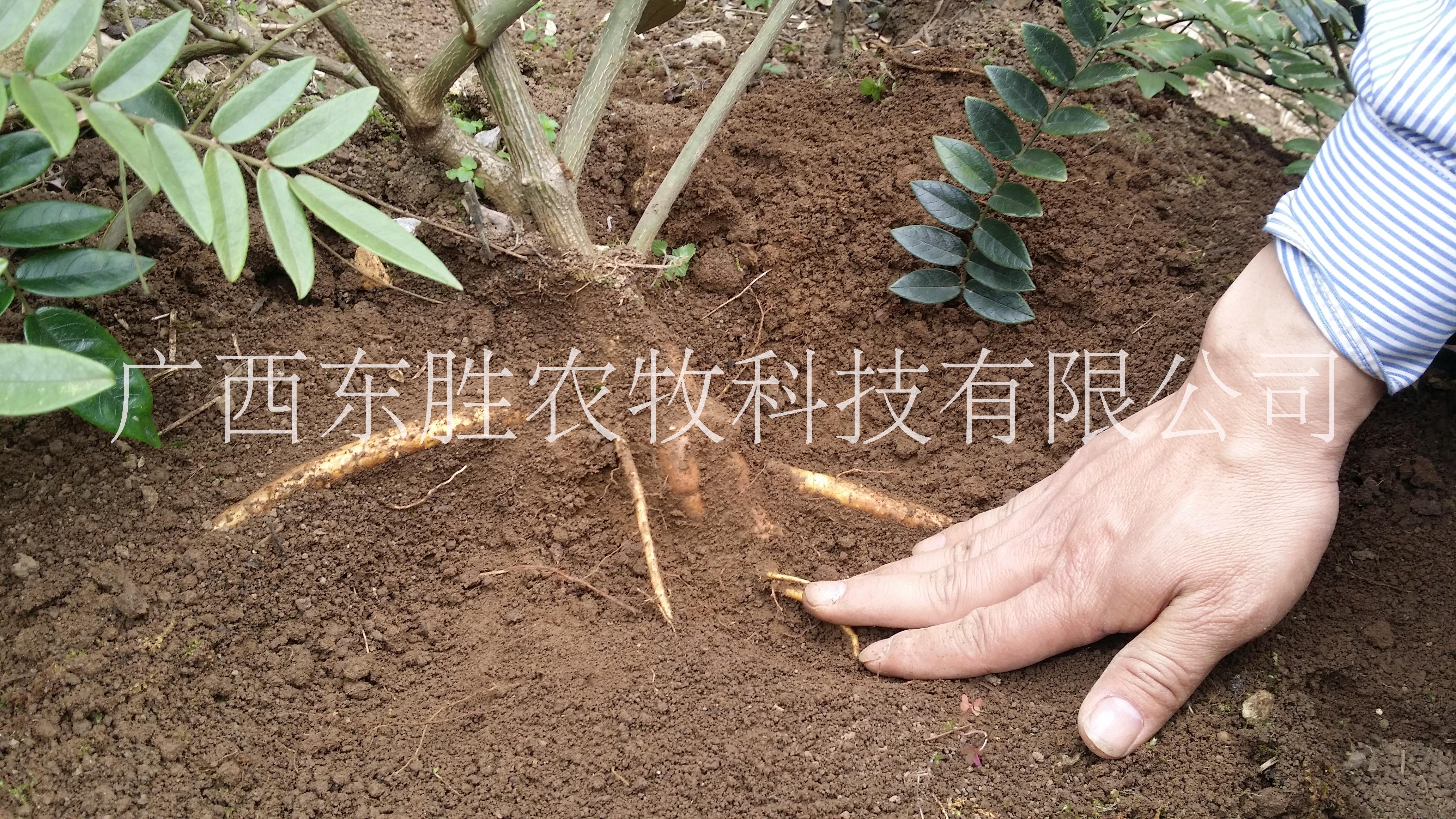 山豆根藥用價(jià)值，山豆根種植產(chǎn)地，廣西山豆根，山豆根和北豆根區(qū)別，山豆根部急售