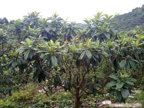 江蘇蘇州市枇杷種植基地 大量批發(fā)枇杷苗 各種規(guī)格樹苗價格