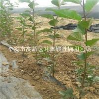 長期供應(yīng)蜜脆蘋果苗種植基地，泰安優(yōu)質(zhì)蜜脆蘋果苗批發(fā)價，泰安蜜脆蘋果苗育苗場
