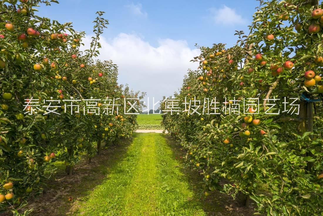 長期供應(yīng)蜜脆蘋果苗種植基地，泰安優(yōu)質(zhì)蜜脆蘋果苗批發(fā)價，泰安蜜脆蘋果苗育苗場