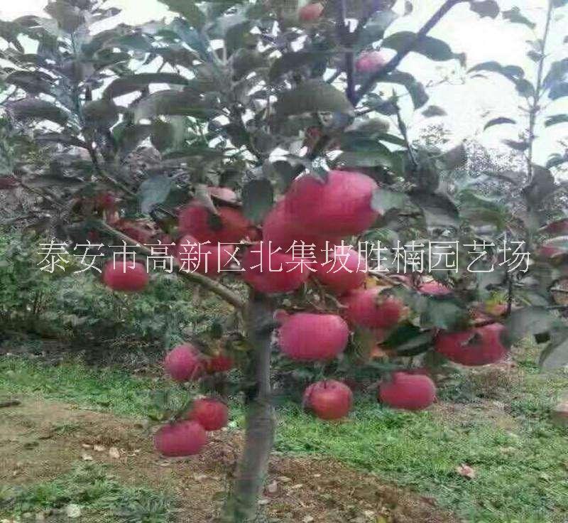 泰安市紅肉蘋果苗種植基地，泰安市優(yōu)質(zhì)紅肉蘋果苗批發(fā)價，泰安紅肉蘋果苗苗場