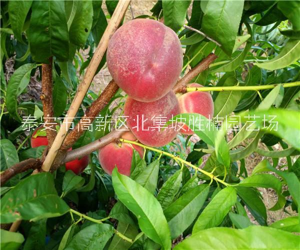 優(yōu)質(zhì)春曉桃樹苗批發(fā)價(jià)，泰安專業(yè)培育春曉桃樹苗種植基地，泰安春曉桃樹苗報(bào)價(jià)價(jià)格