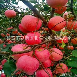 山西華碩蘋(píng)果苗種植基地，山西專(zhuān)業(yè)培育華碩蘋(píng)果苗育苗場(chǎng)，山西華碩蘋(píng)果苗報(bào)價(jià)價(jià)格