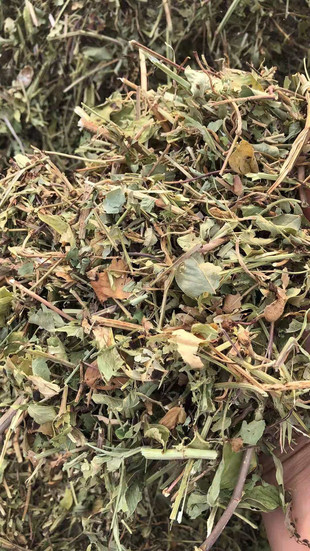 河南南陽飼料原料花生藤蔓種植基地直銷價格