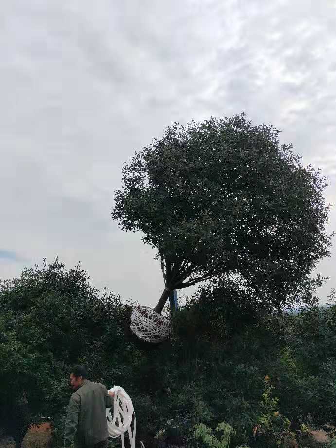 益陽15公分紅葉石楠種植基地報(bào)價(jià)多少錢-紅葉石楠價(jià)格哪家便宜