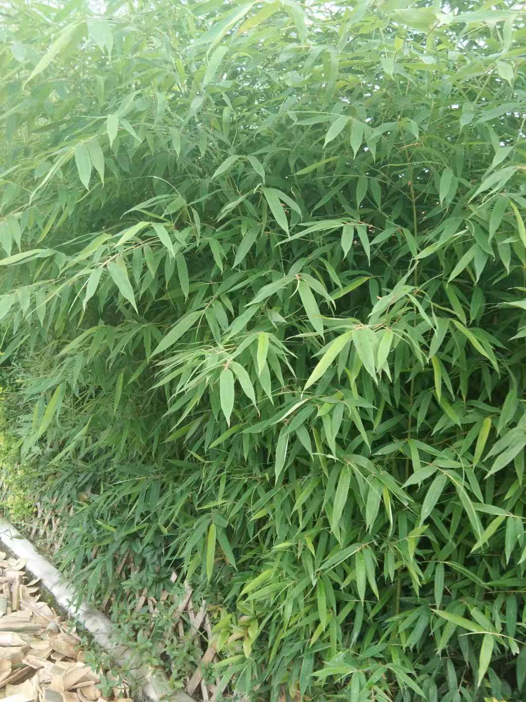 貴州*養(yǎng)殖基地供應(yīng)批發(fā)價(jià)格