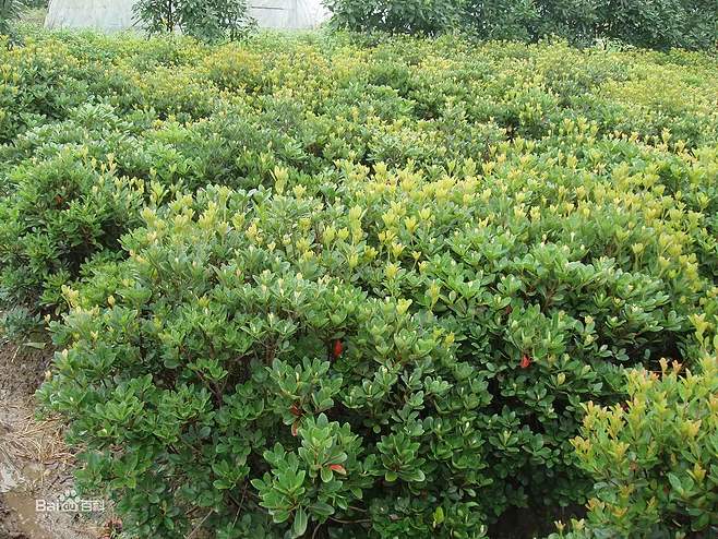 惠州車輪梅種植基地直銷價(jià)格_哪家價(jià)格便宜