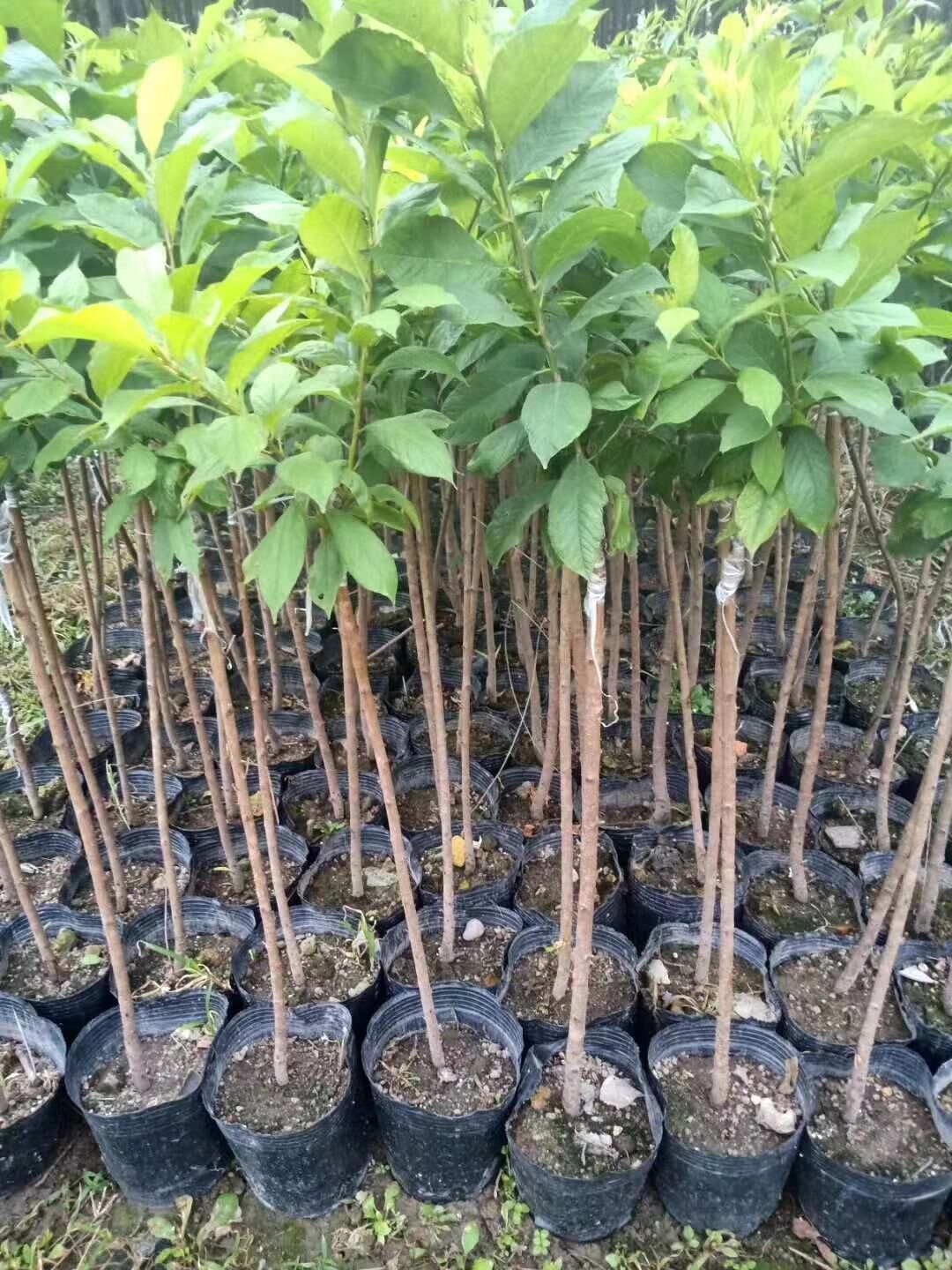 廣東清遠(yuǎn)英德三華李子苗基地-廣東哪里有三華李子苗賣-廠家直銷批發(fā)價(jià)格【阿賴果苗基地種植場(chǎng)】