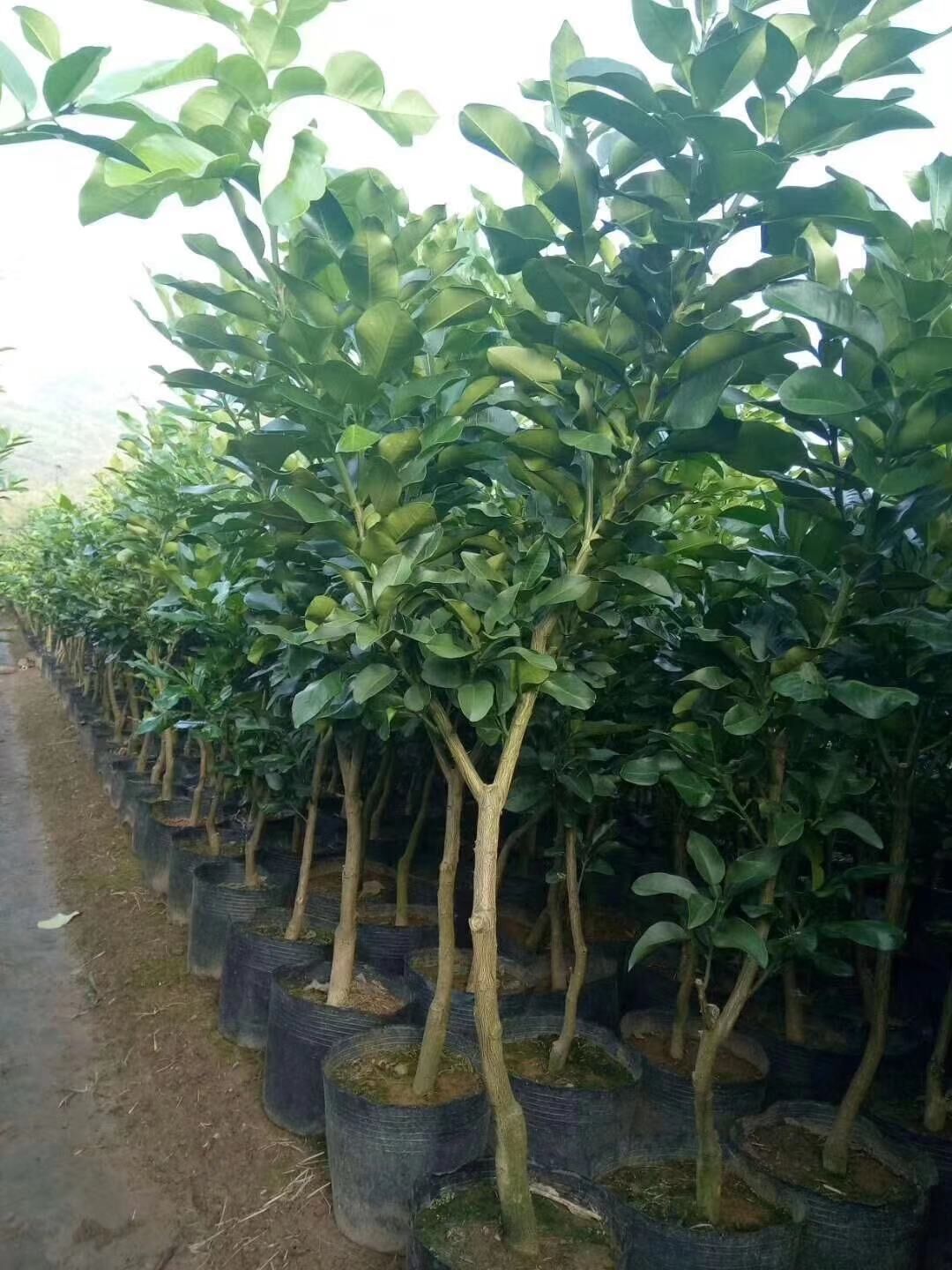 廣東紅肉蜜柚（沙田柚）柚子苗基地-廣東哪里有紅肉蜜柚（沙田柚）柚子苗賣-廠家直銷批發(fā)價(jià)格【阿賴果苗基地種植場(chǎng)】