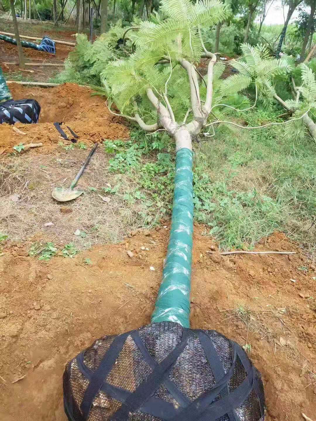藍花楹全冠假植苗價格 藍花楹全冠假植苗報價  藍花楹全冠假植苗多少錢 【柳城縣東葵綠化苗木種植專業(yè)合作社】