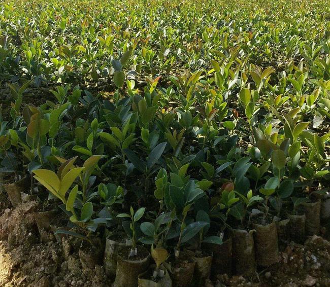 浙江白花油茶苗基地，浙江油茶苗營(yíng)養(yǎng)杯苗價(jià)格，油茶苗營(yíng)養(yǎng)杯苗批發(fā)