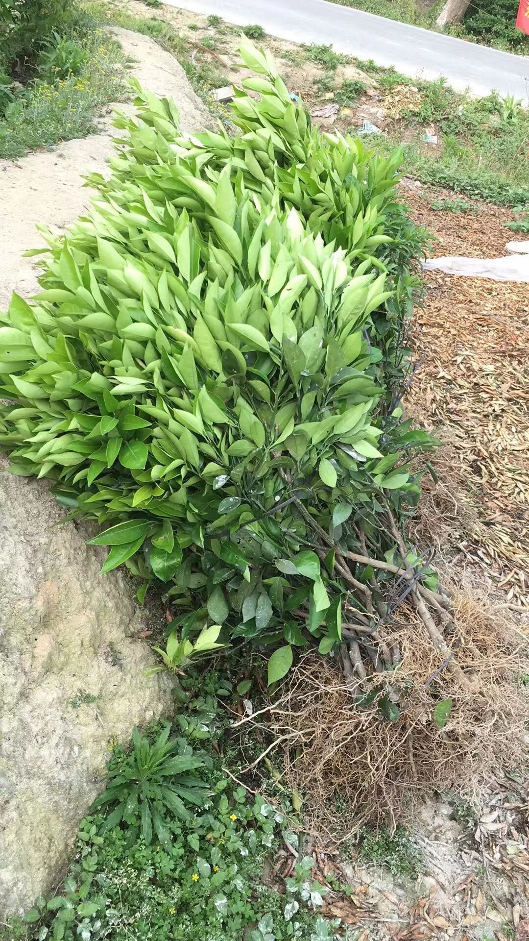 江西臍橙苗批發(fā)基地-廣東哪里有江西臍橙苗賣-廠家直銷批發(fā)價(jià)格【阿賴果苗基地種植場】