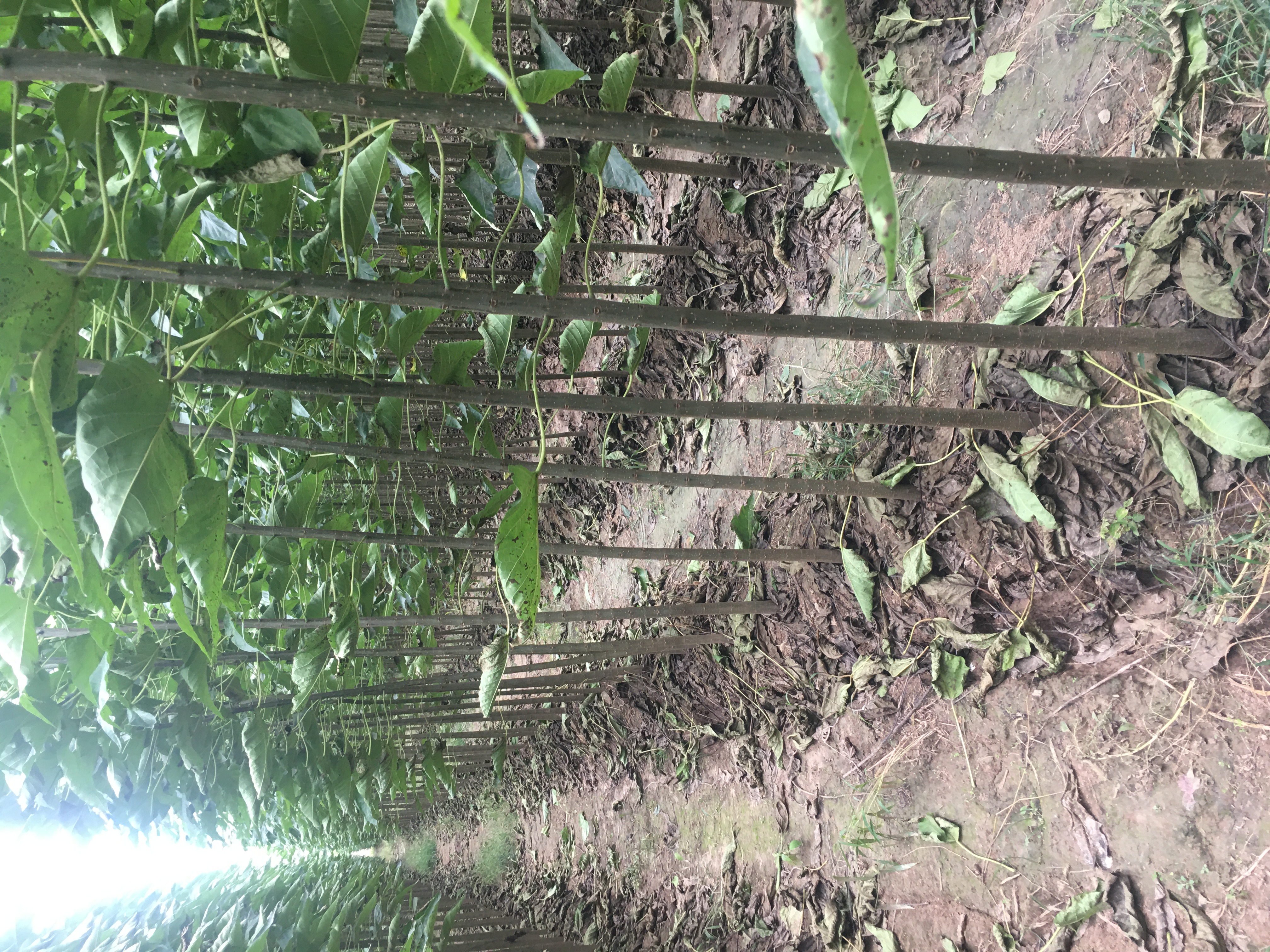 河南楸樹當年苗批發(fā)價格_專業(yè)培育基地