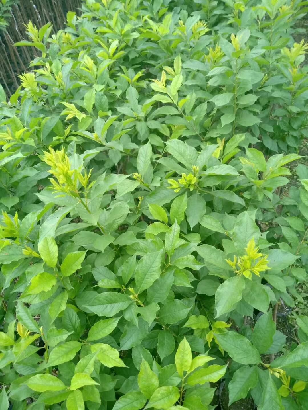 廣東清遠(yuǎn)英德三華李子苗基地-廣東哪里有三華李子苗賣-廠家直銷批發(fā)價(jià)格【阿賴果苗基地種植場(chǎng)】