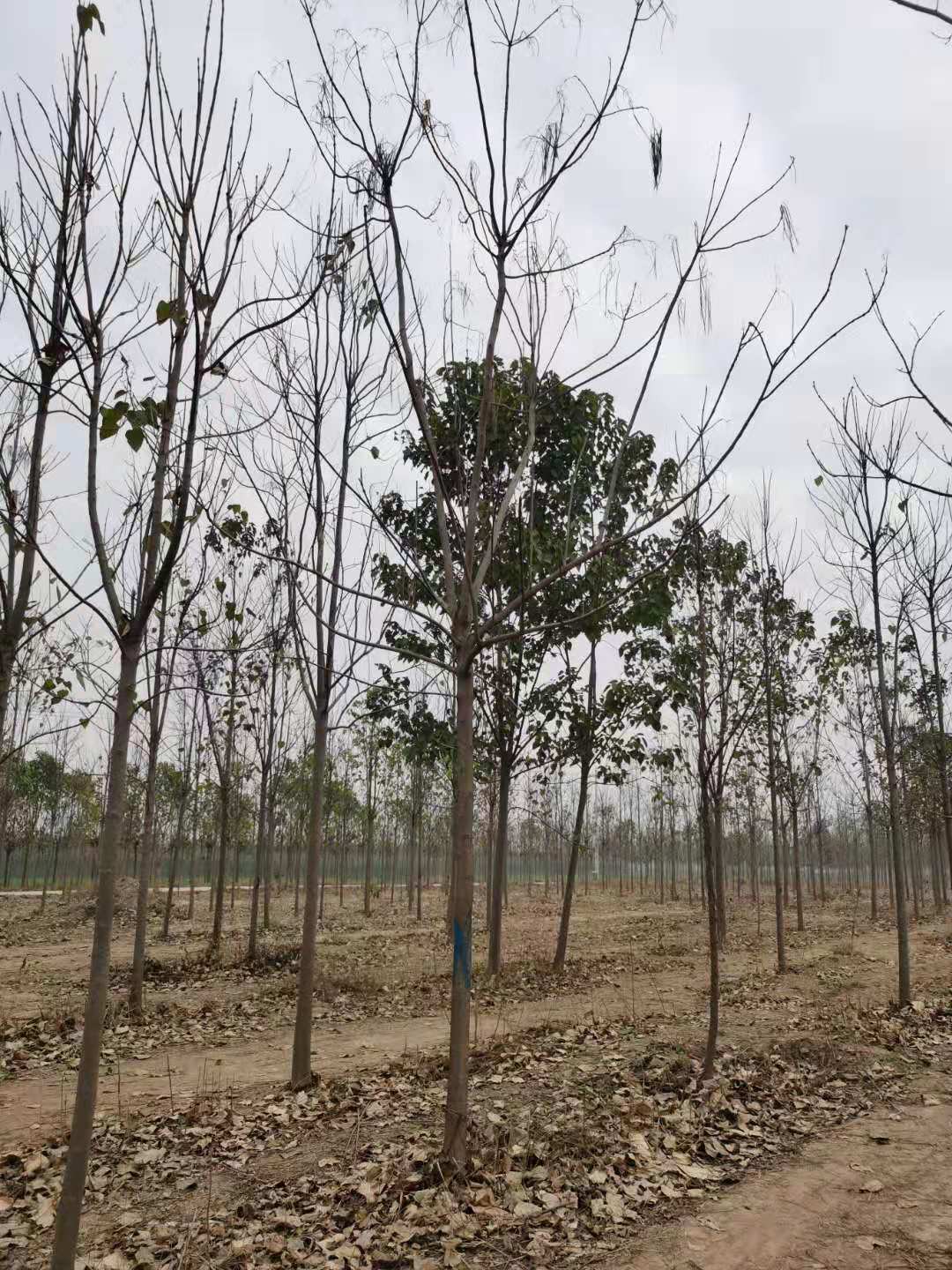 安徽批發(fā)梓樹基地_多少錢一棵