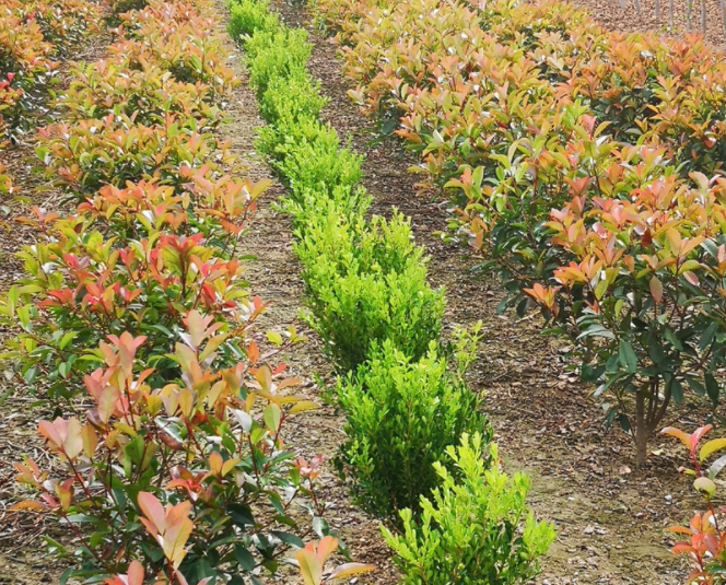 金華紅葉石楠*苗廠家