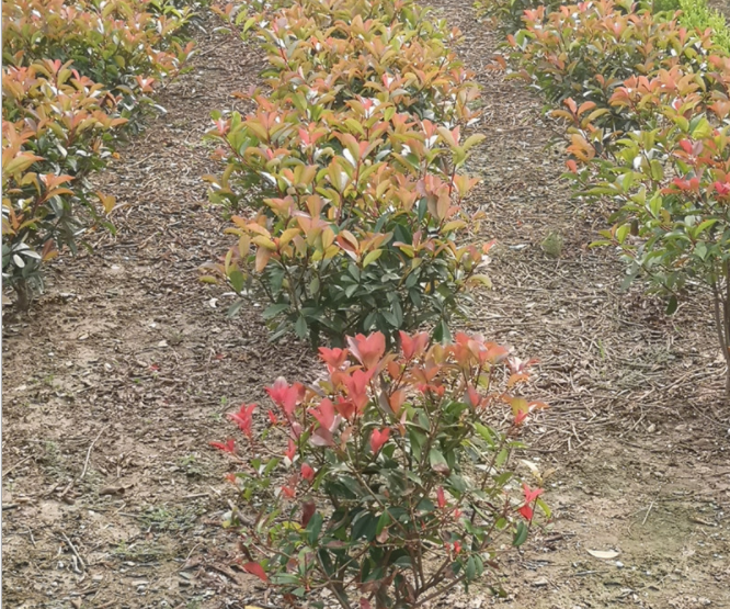 金華紅葉石楠大杯苗廠家