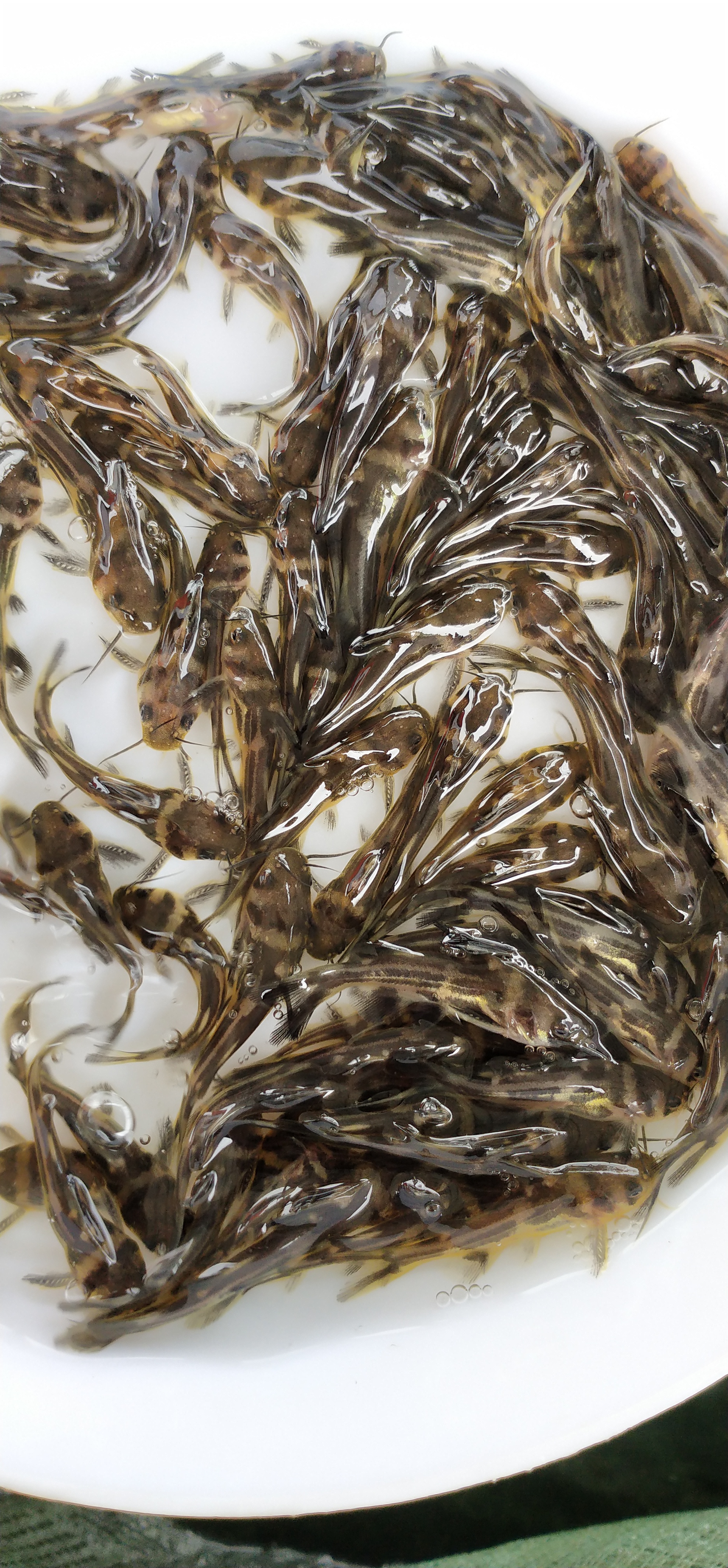 黃骨魚苗 黃顙魚苗 黃辣丁魚苗 全雄黃骨魚苗 雜交黃骨魚苗 漁場(chǎng)直銷