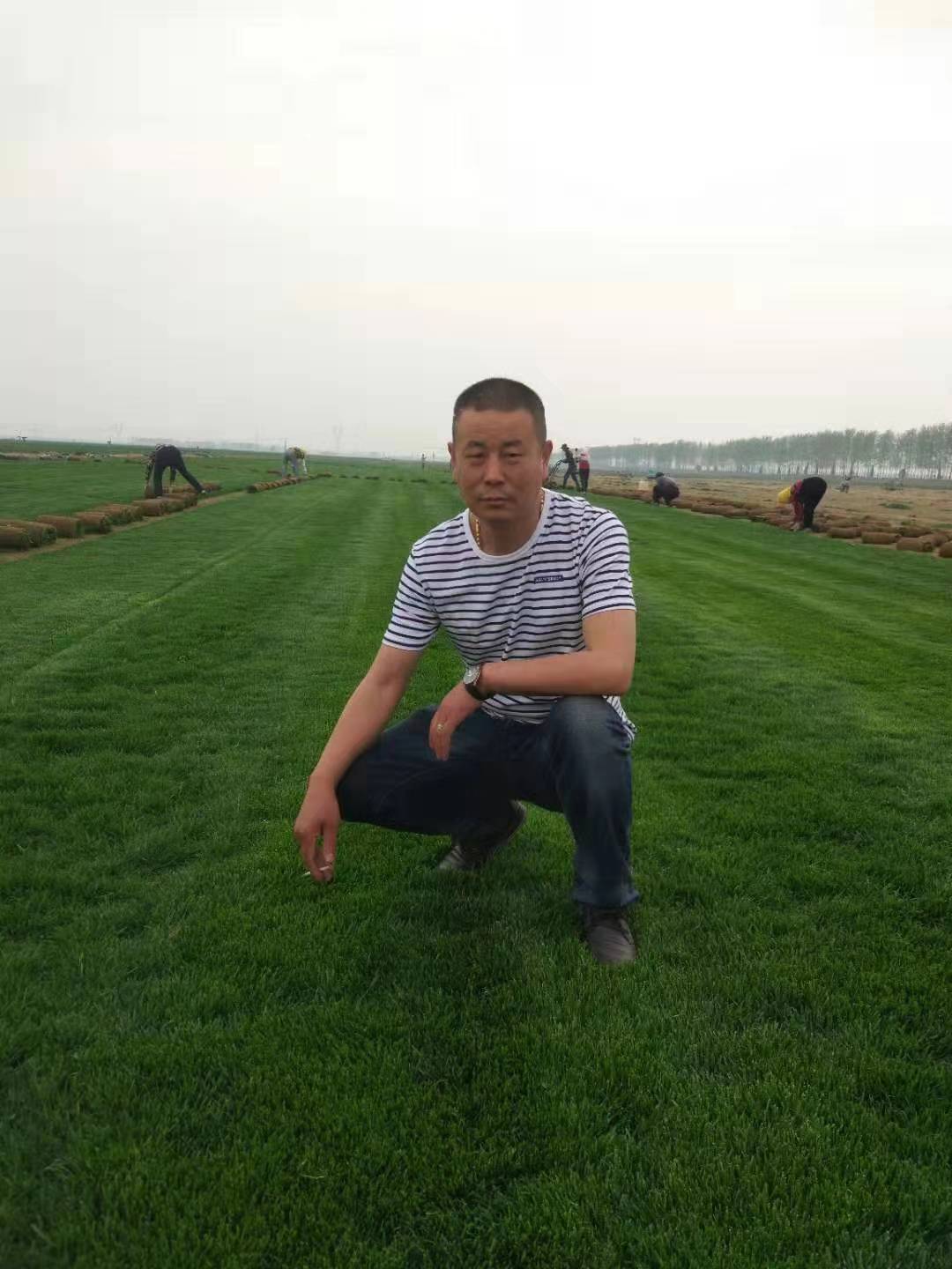 山東早熟禾 草地早熟禾 早熟禾草坪批發(fā)價格    優(yōu)質(zhì)早熟禾