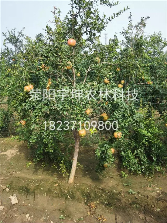 河陰*軟籽石榴樹苗 大量供應(yīng)滎陽河陰*軟籽石榴樹 大量批發(fā)滎陽河陰*軟籽石榴樹