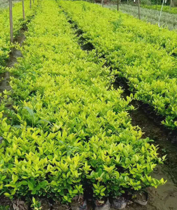 金華金森女貞綠化廠家