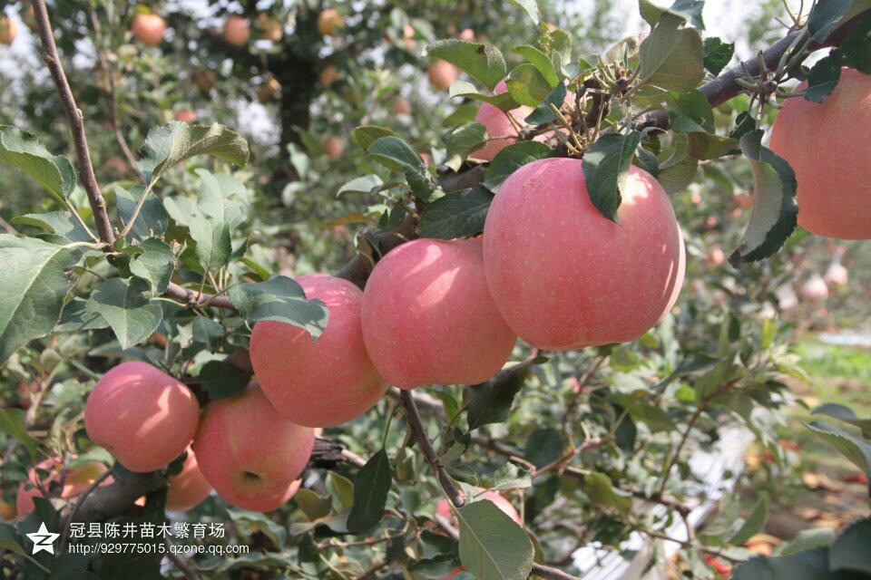 供應(yīng)桃苗，梨苗，蘋(píng)果苗