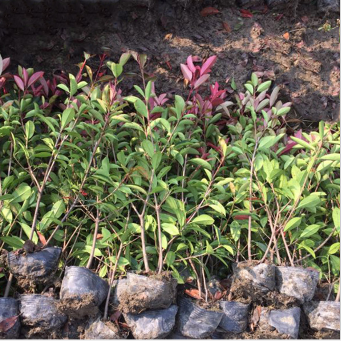 金華紅葉石楠綠化廠家