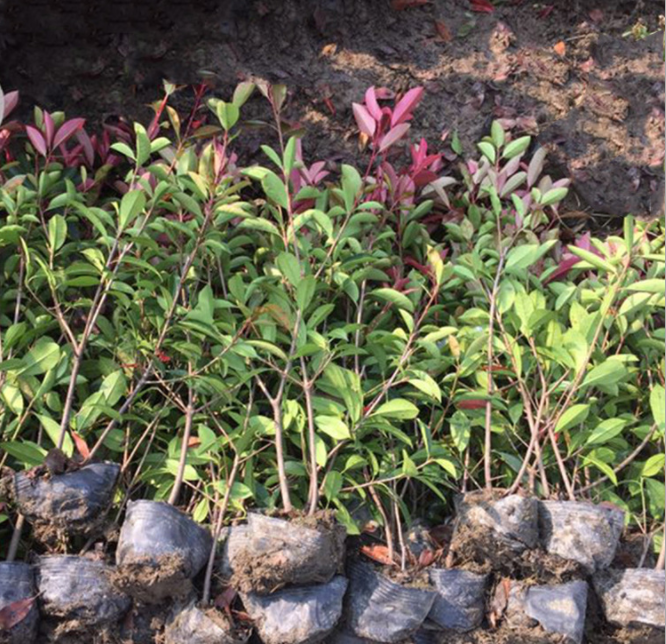 金華紅葉石楠大杯苗廠家