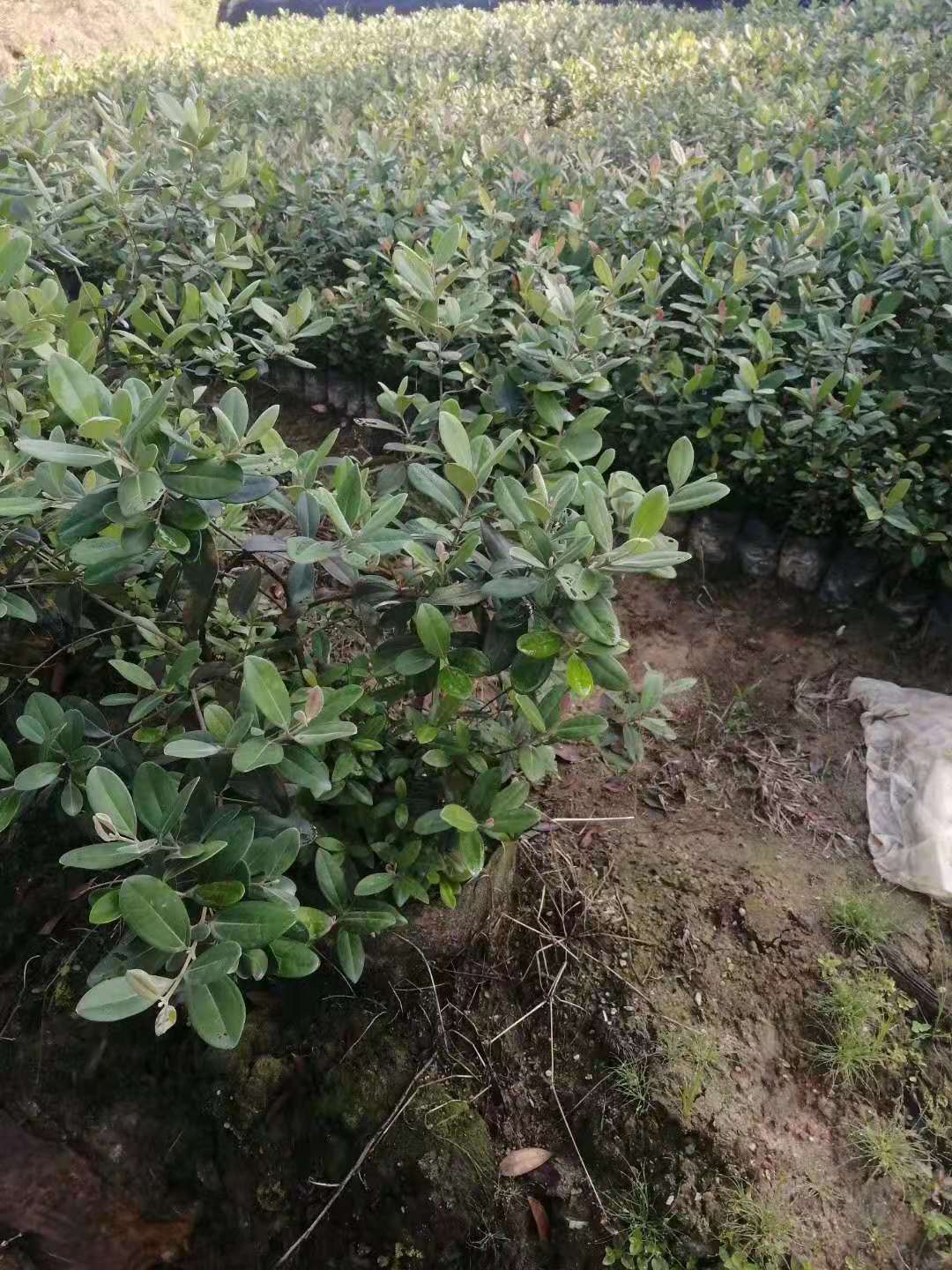 廣州增城山崗棯小苗|種苗|袋苗|桃金娘|批發(fā)報(bào)價(jià)價(jià)格|高存活率|