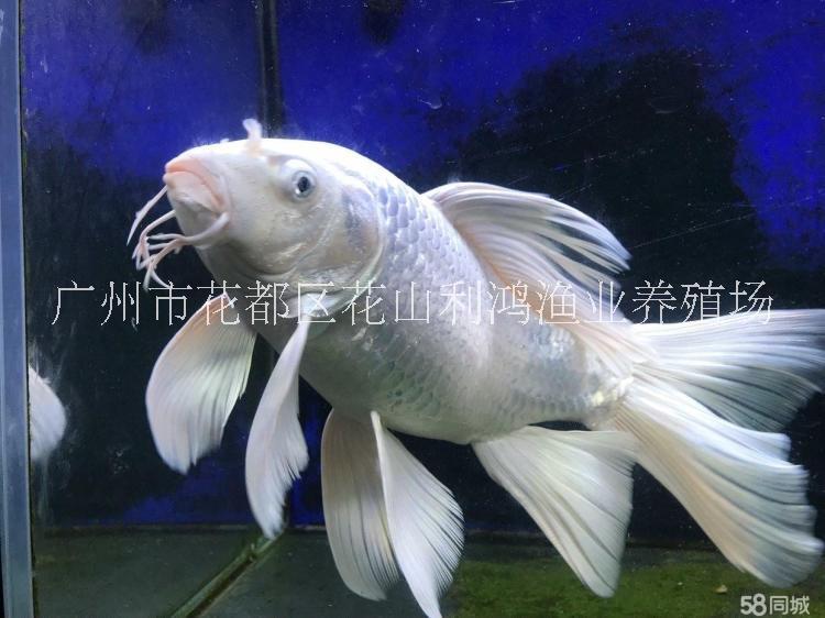 *臺(tái)灣蝴蝶鯉 *觀賞魚 淡水