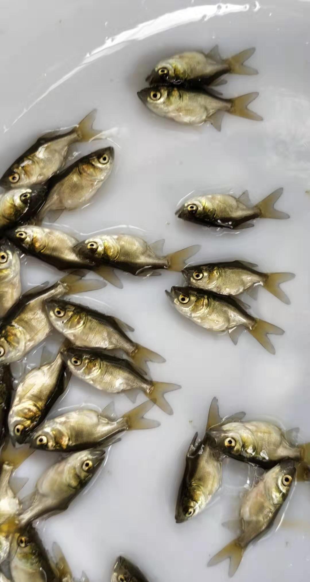 縮骨大頭魚苗 縮骨花鰱魚苗 縮骨鳙魚苗 金大頭魚苗