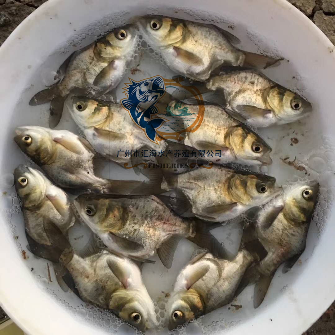 縮骨大頭魚苗 縮骨花鰱魚苗 縮骨鳙魚苗 金大頭魚苗