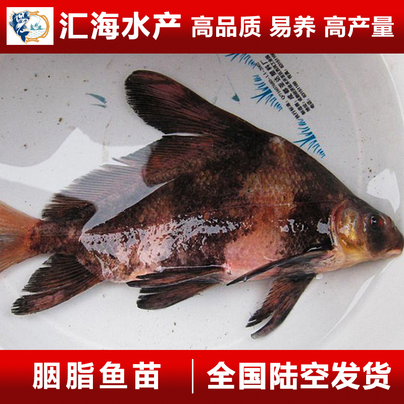 胭脂魚苗 一帆風(fēng)順魚苗 大口胭脂魚苗 亞洲美人魚 廣州匯海水產(chǎn)大量批發(fā)
